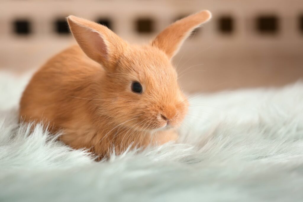 wij Terugspoelen Voorzichtig De leeftijd van je konijn bepalen | zooplus Magazine