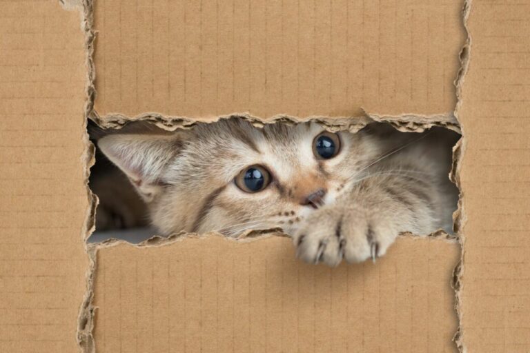 kat in doos kattenspeeltje maken