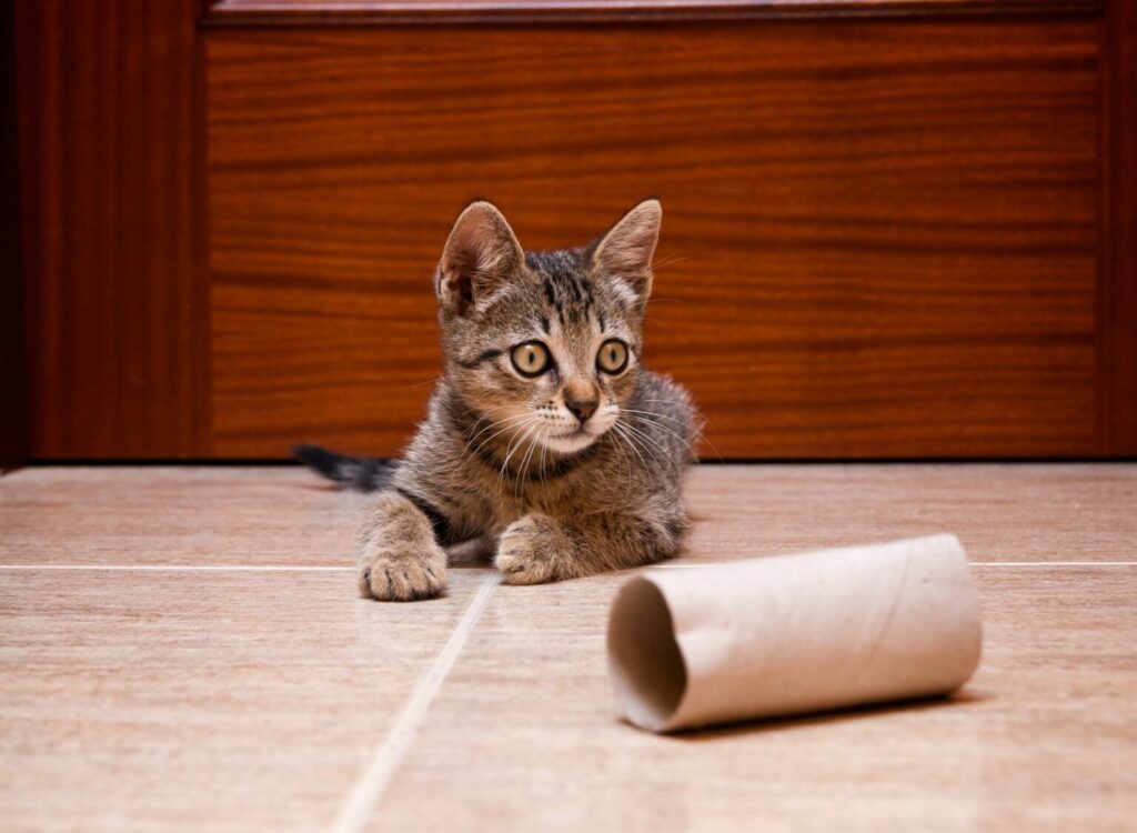kat met wc-rolletje kat met wc-rolletje