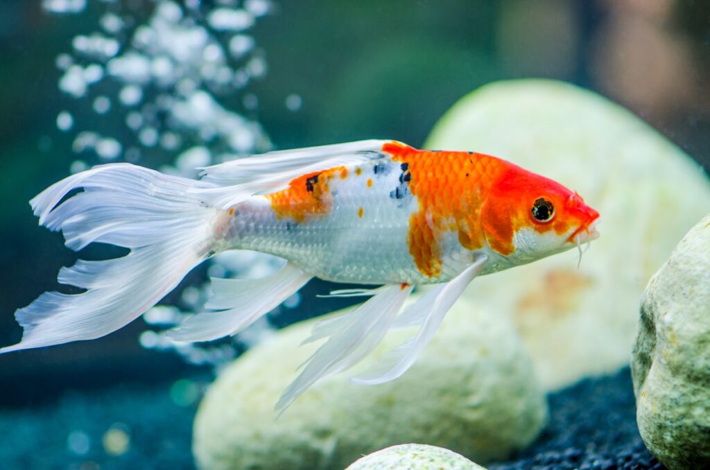 Uiterlijk butterfly koi Uiterlijk butterfly koi