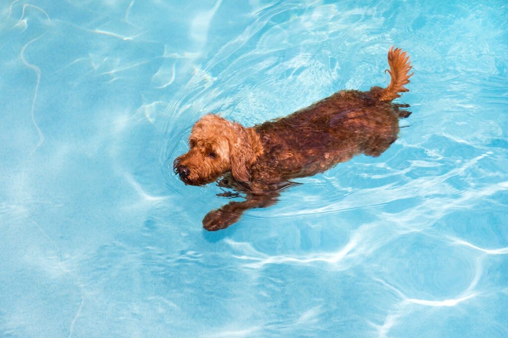 zwemmen is goed voor heupdysplasie bij honden