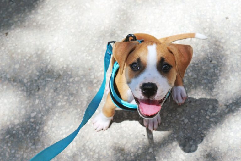 Puppy aan lijn leren lopen