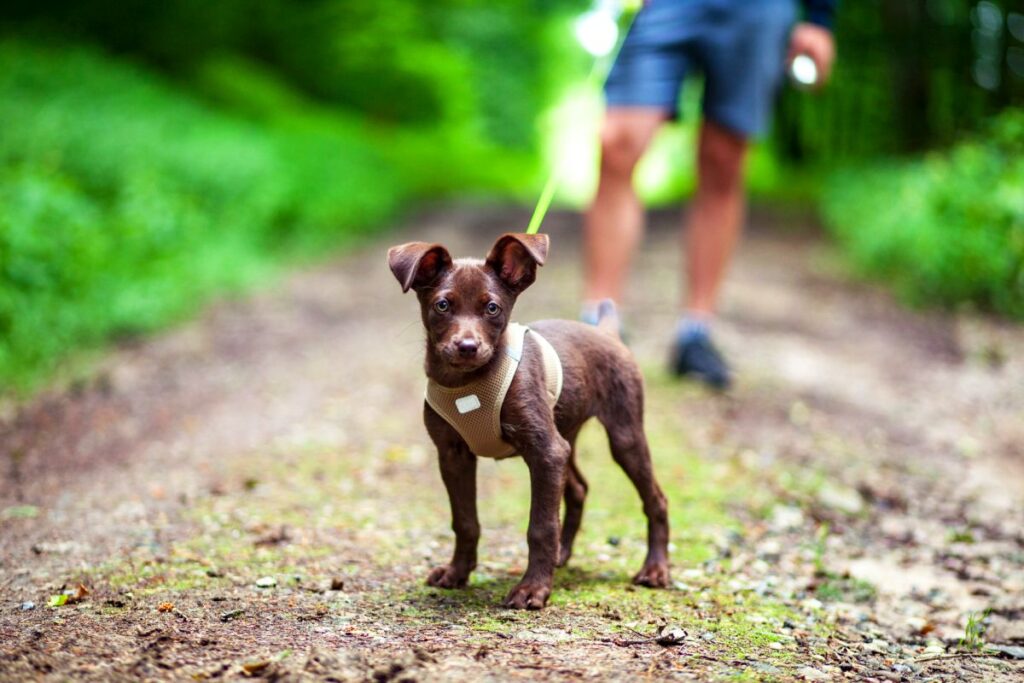 Je puppy uitlaten aan lijn