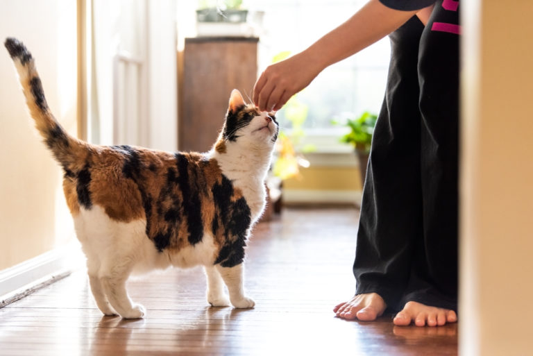 clickertraining kat beloning met snoepje