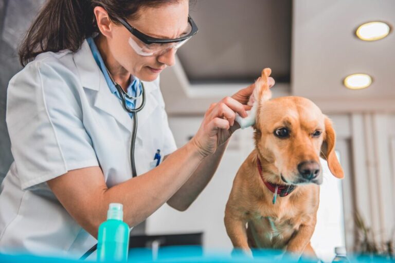 dierenarts maakt oren hond schoon