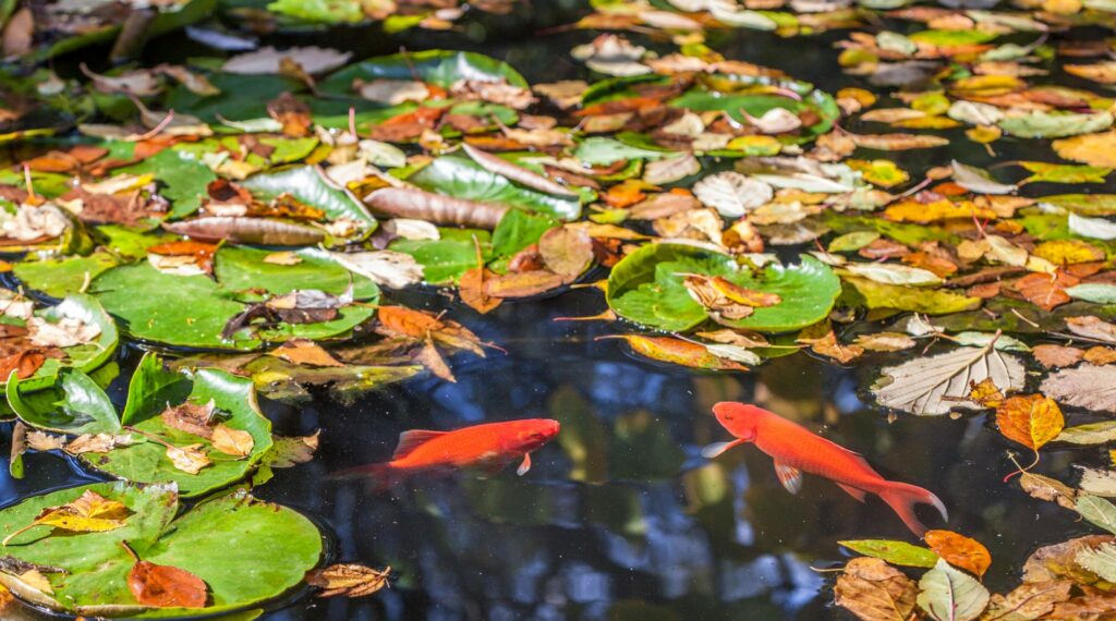 goudvis overwinteren in vijver herfst