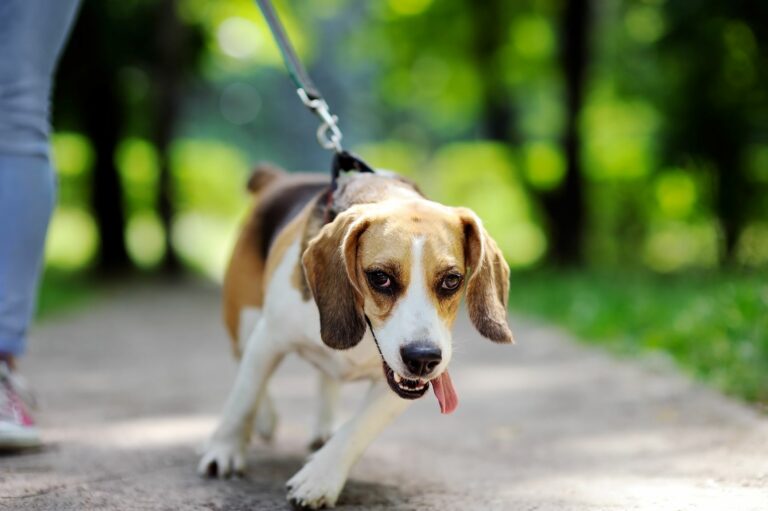 volwassen hond aan lijn leren lopen