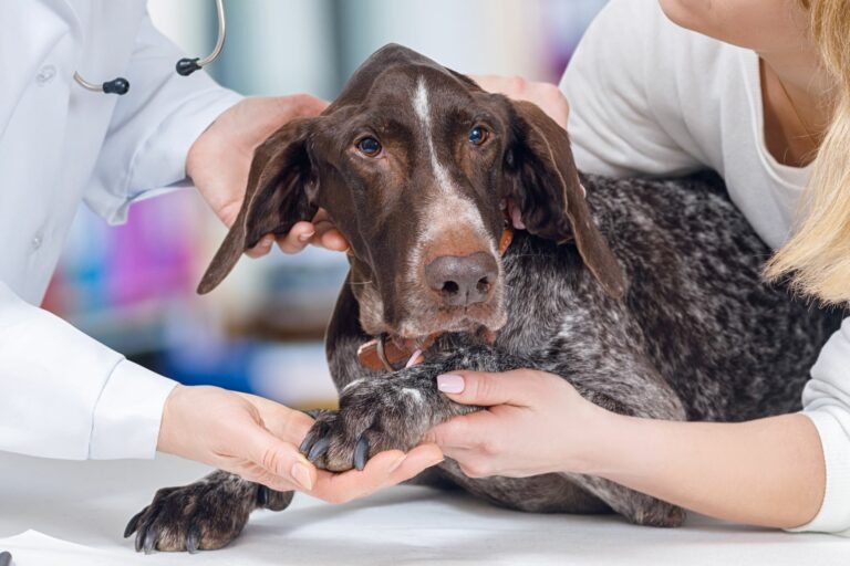 Medical Training hond onderzocht bij dierenarts