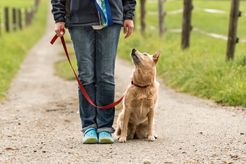 hond zit aan de lijn hond zit aan de lijn