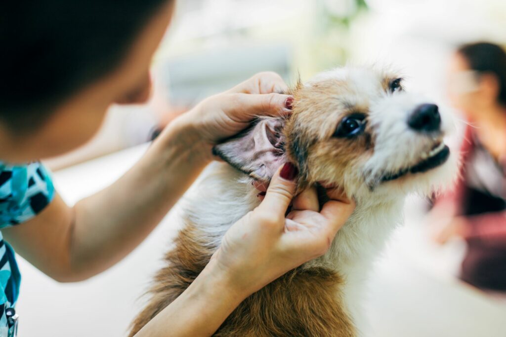Medical Training hond ooronderzoek