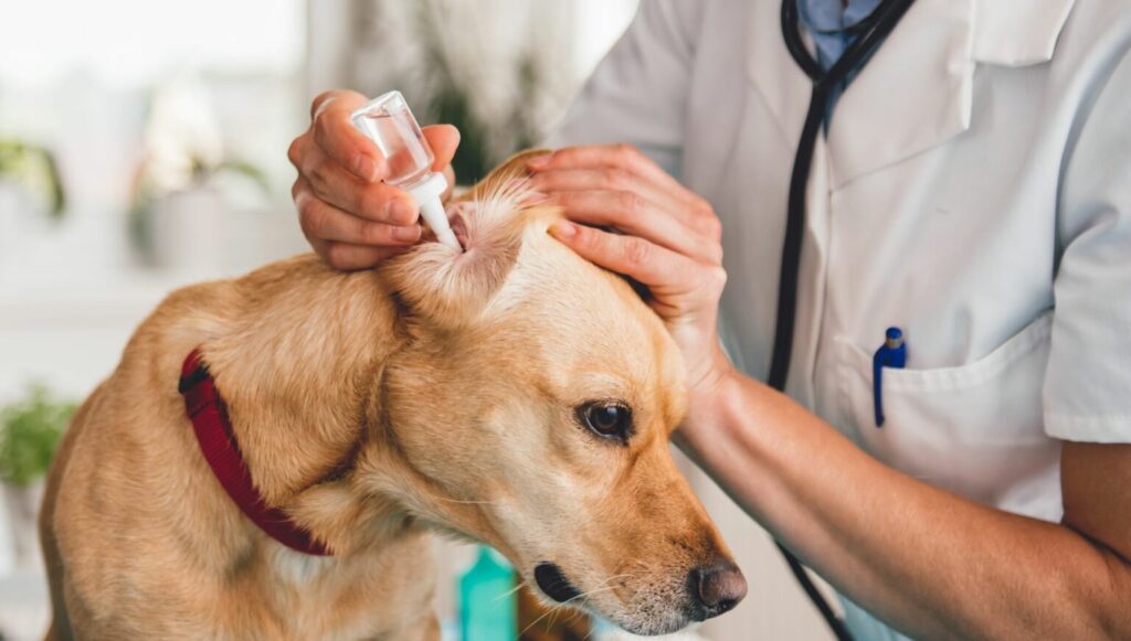 oorreiniger hond oorreiniger hond