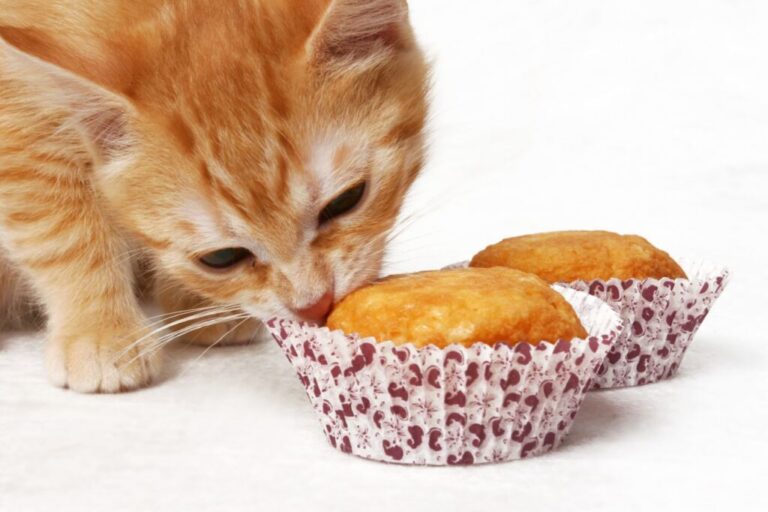 taart voor katten