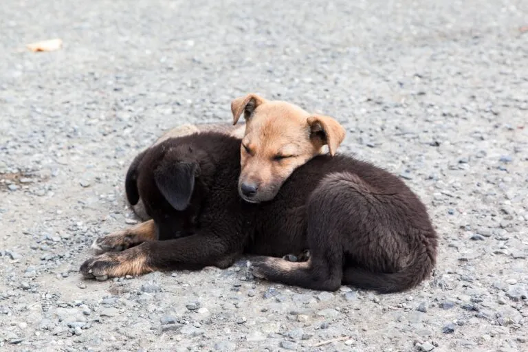 Puppy met risico op gezondheidsproblemen door spoelwormen