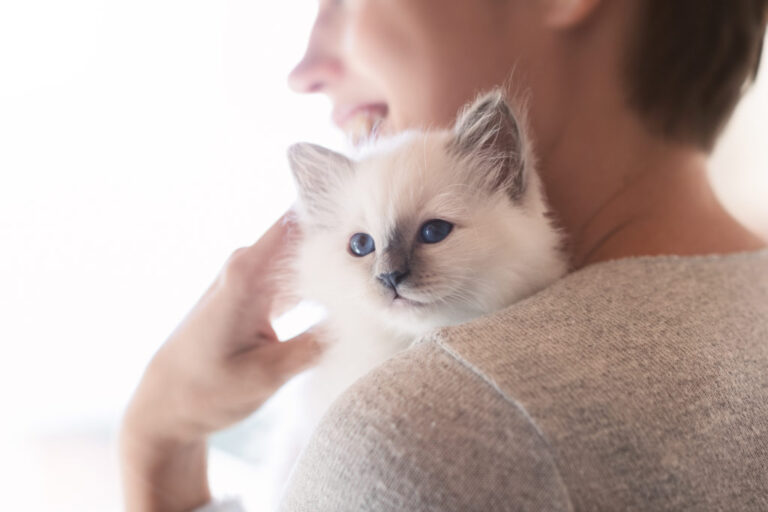 Vragen aan kattenfokker