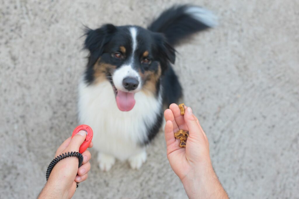 clickertraining met hond