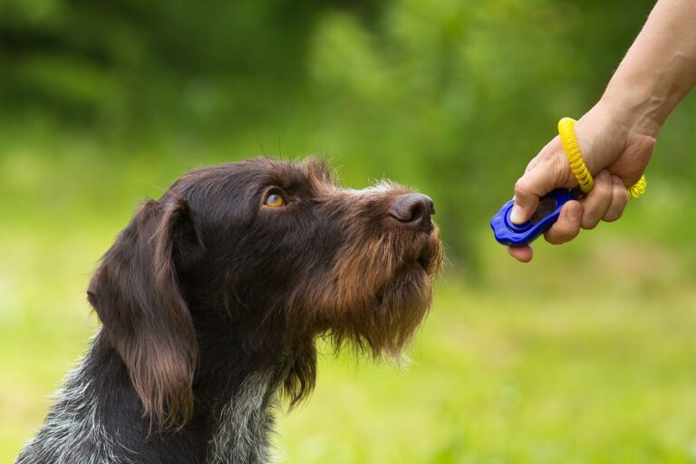 Clickertraining hond