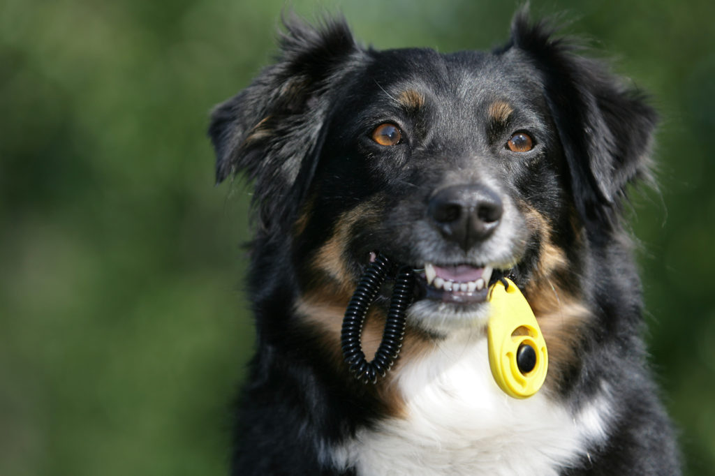 hond bij clickertraining