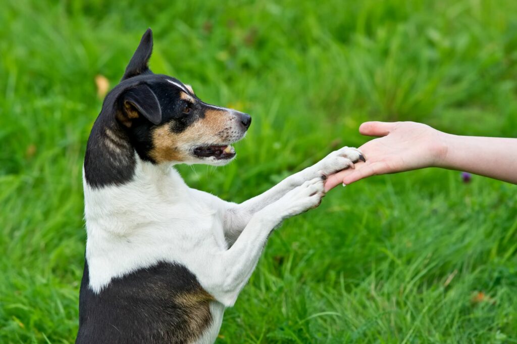 hond staat bij clickertraining