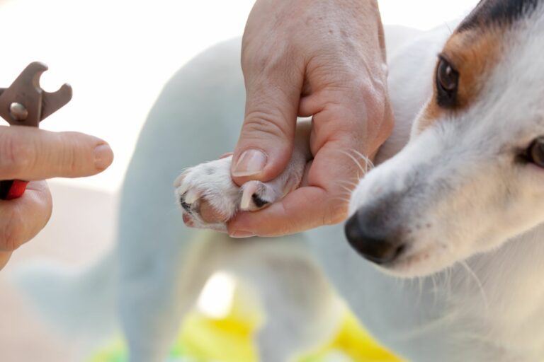 nagels hond knippen met schaar