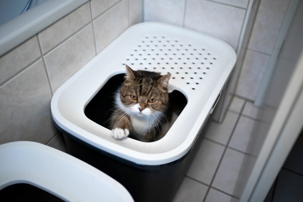 kattenbak verbergen in badkamer