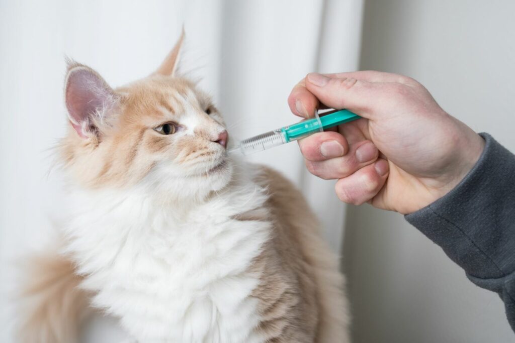 kat krijgt pil met spuit kat krijgt pil met spuit