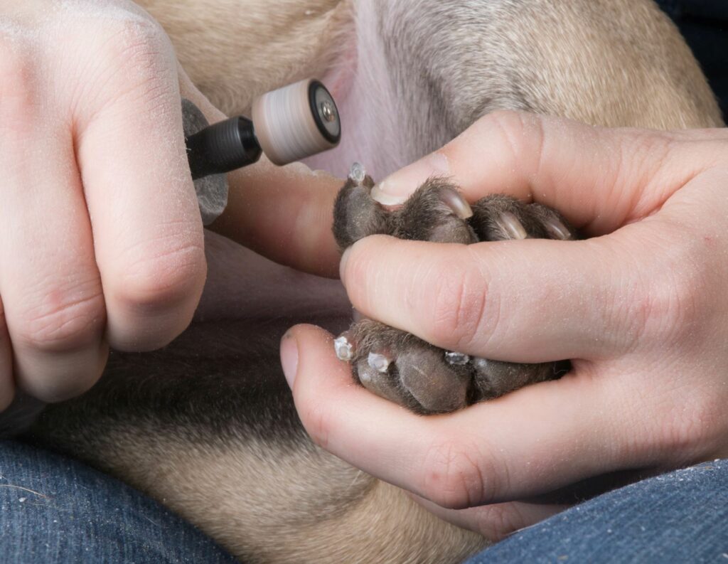 nagels hond slijpen