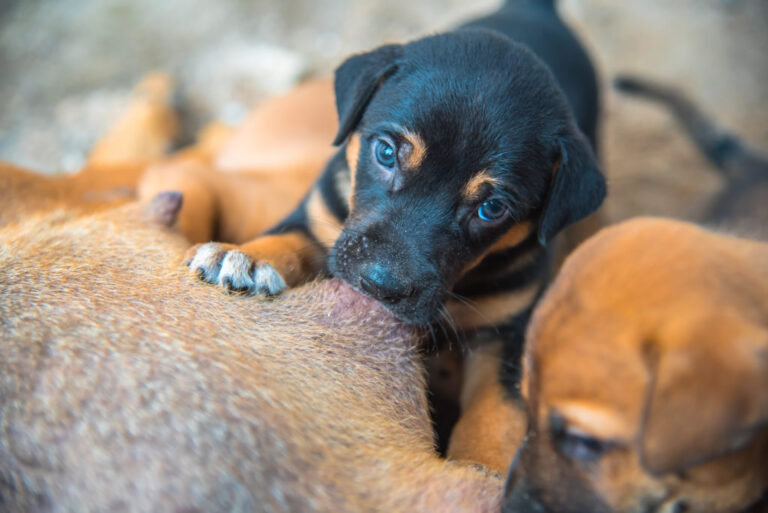 puppy wordt gezoogd