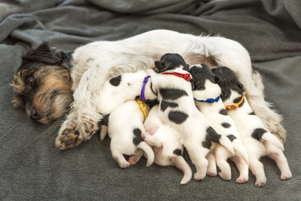 zwangerschap geboorte puppy's drachtig hond zwanger zogen