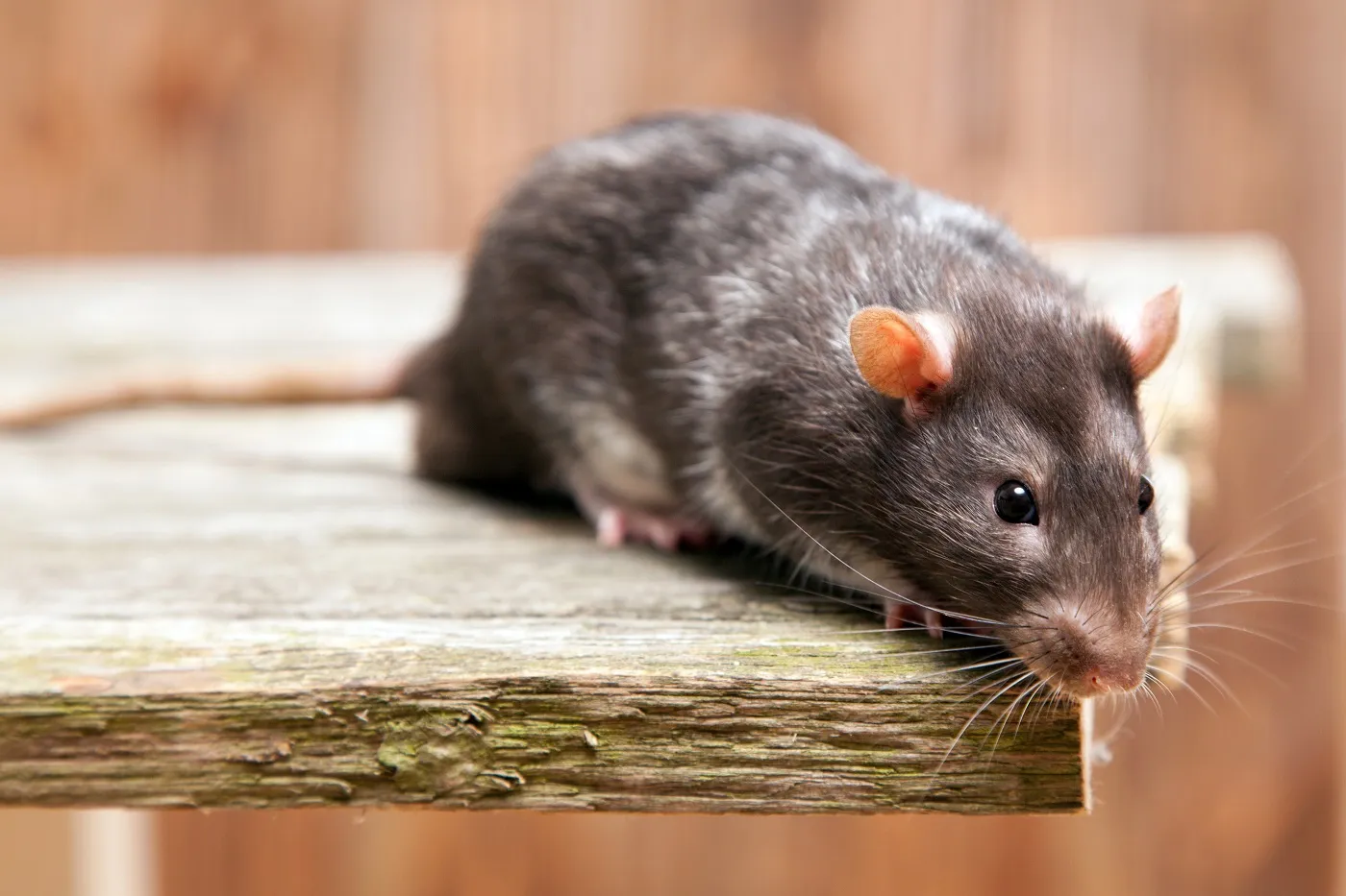 Tamme rat verzorgen Tamme rat verzorgen