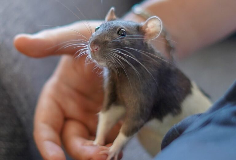verzorging van ratten