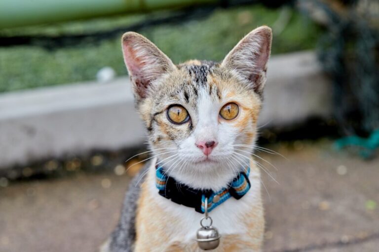 kat draagt kattenhalsband met belletje
