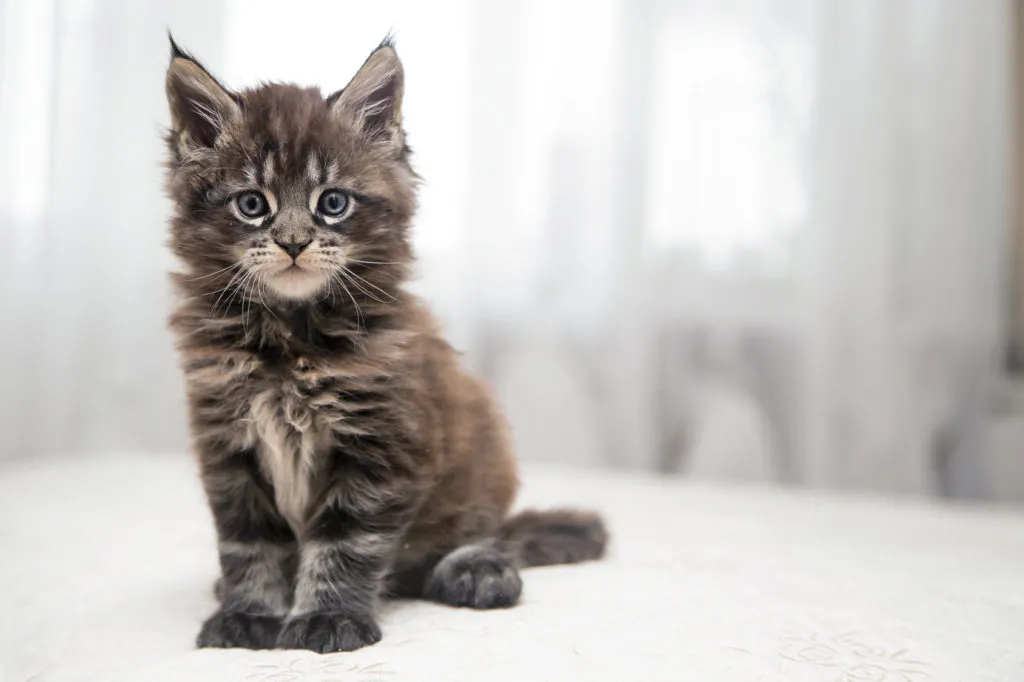 Maine Coon kitten