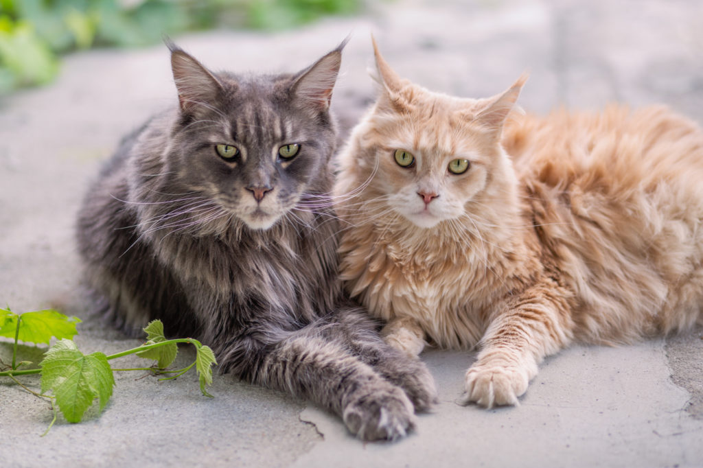 Twee Maine Coons buiten