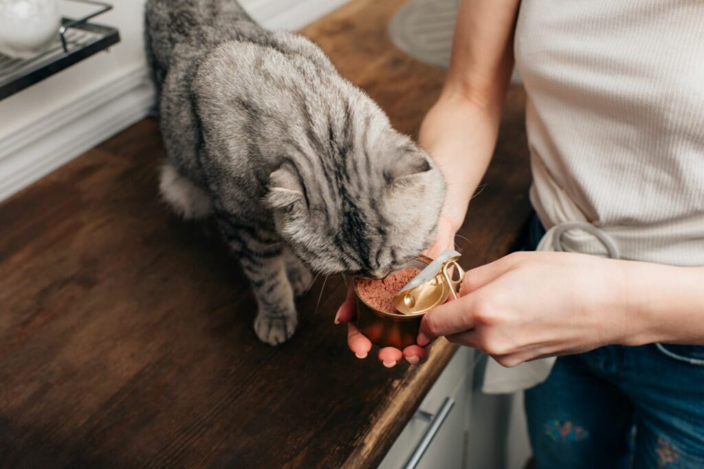 drachtige kat heeft hoogwaardig voer nodig