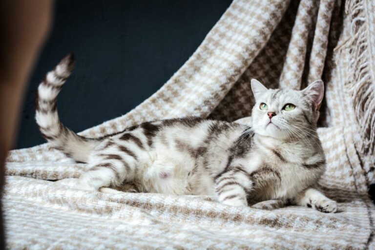 drachtige kat op deken
