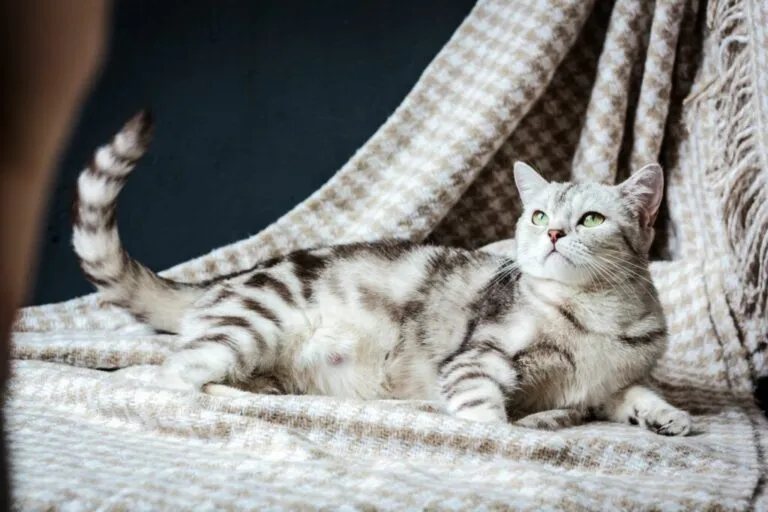 drachtige kat op deken