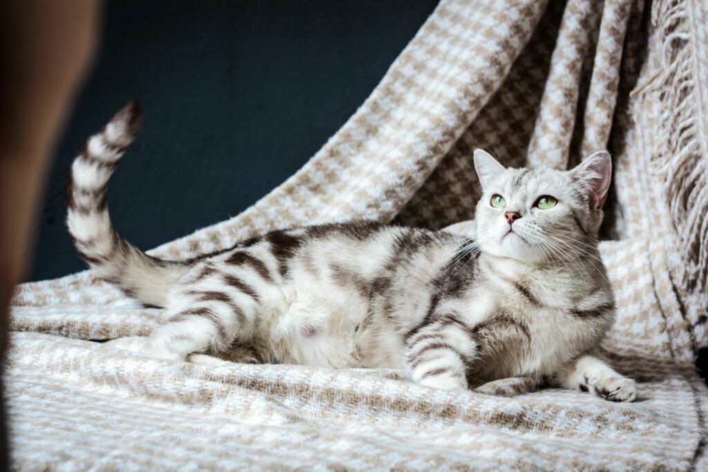 Ananiver Begrip automaat De drachtige kat: als je kat zwanger is | zooplus Magazine