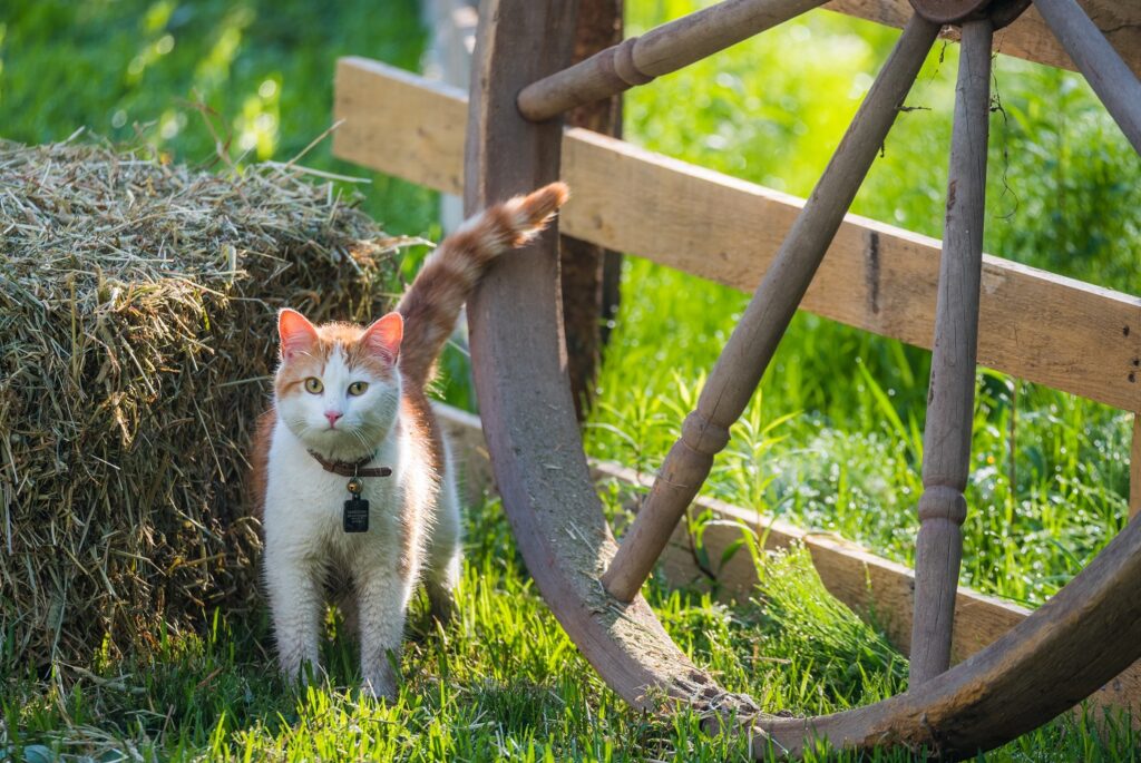 kat buiten met halsband met belletje schadelijk