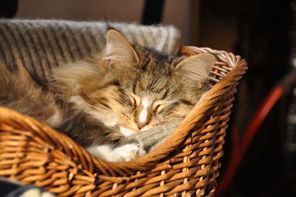 kat slaapt in kattenmand kat in kattenmand of in bed