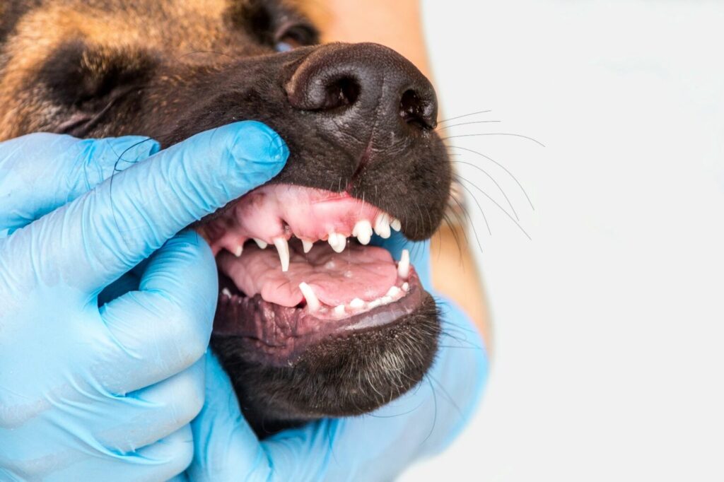 melktanden van hond leeftijd bepalen melktanden van hond leeftijd bepalen