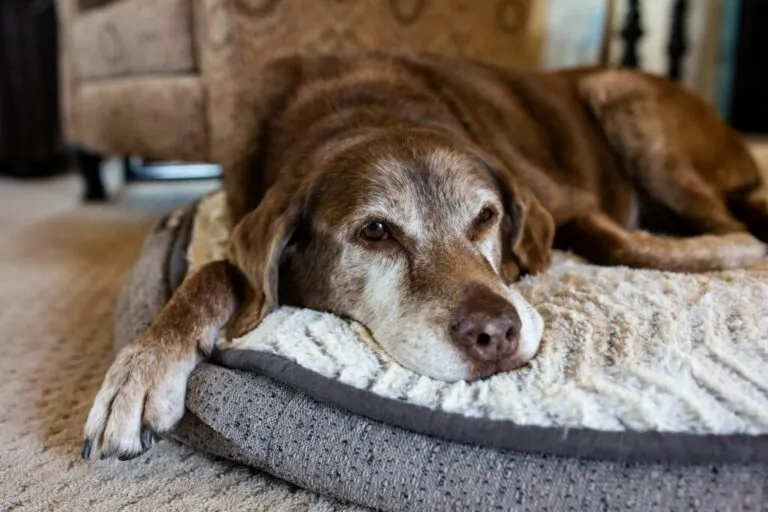 oude hond leeftijd ligt op mand