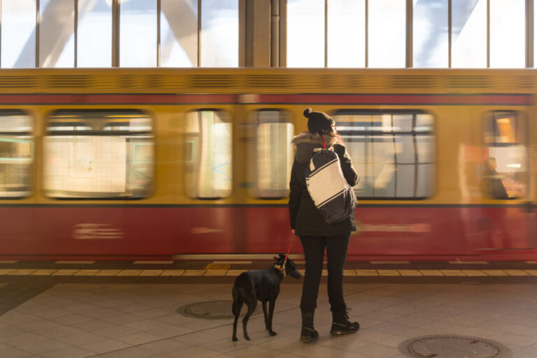 met je hond in de trein