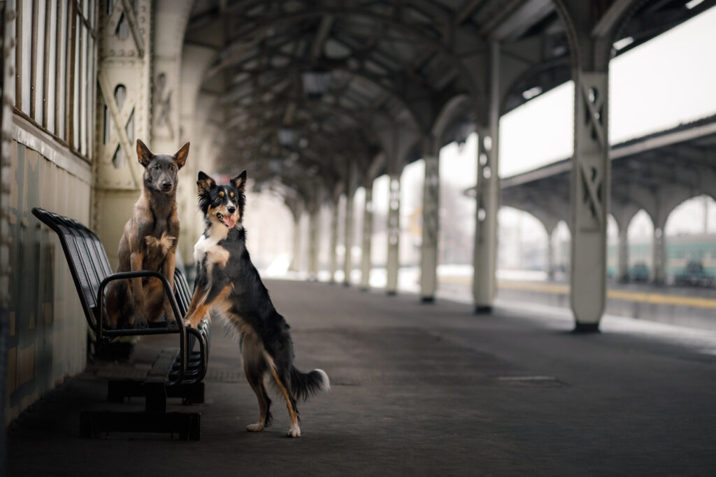 vakantie trein hond