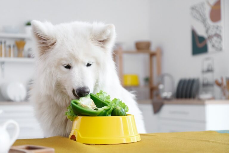 Hond eet paprika vegan hondenvoer
