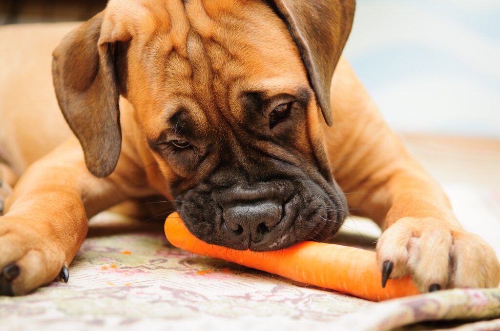hond eet wortel vegan voer hond