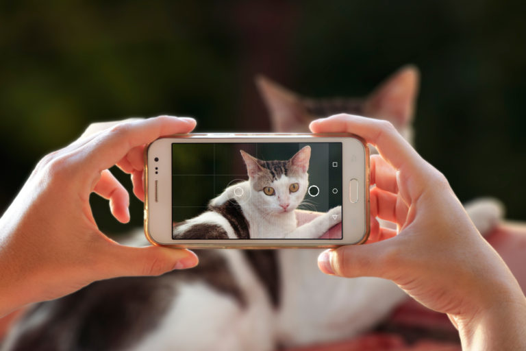 foto maken van kat met mobiel