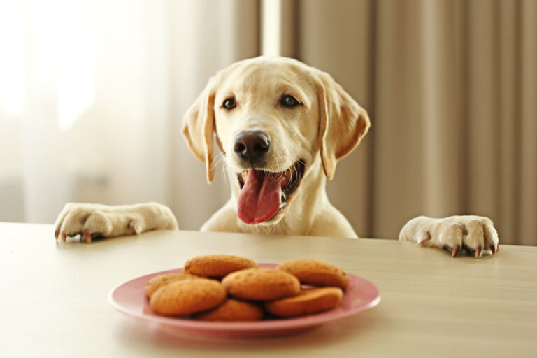 Labrador kijkt naar koekjes op tafel