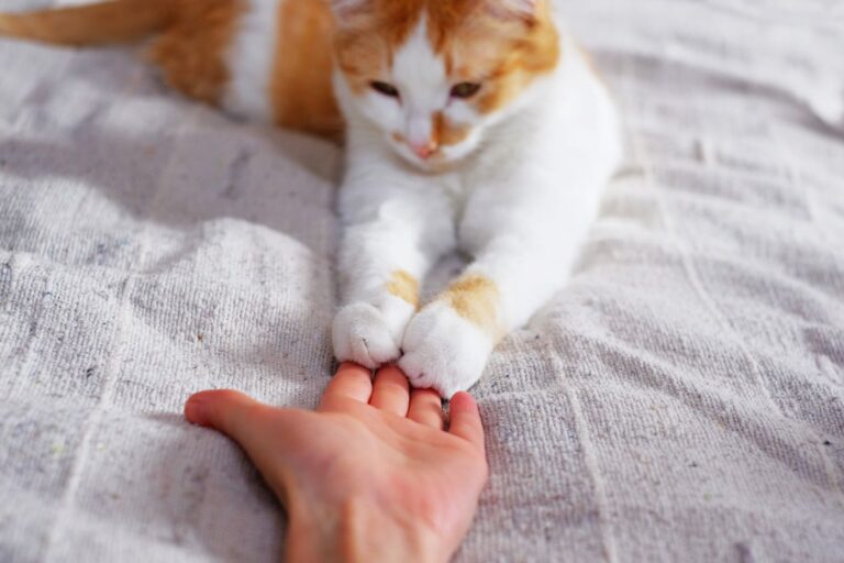 Kat houdt hand baasje vast