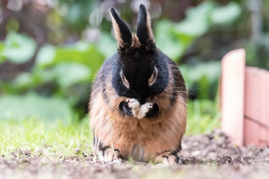 tankonijn in de tuin