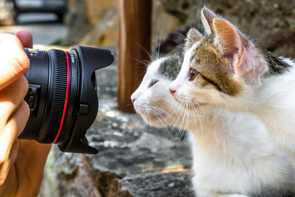 foto maken van kat in de zon